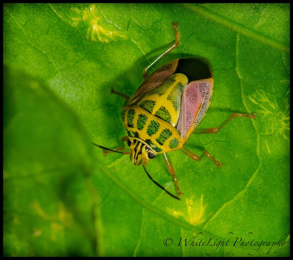 DSC__WLP_0001-50.jpg