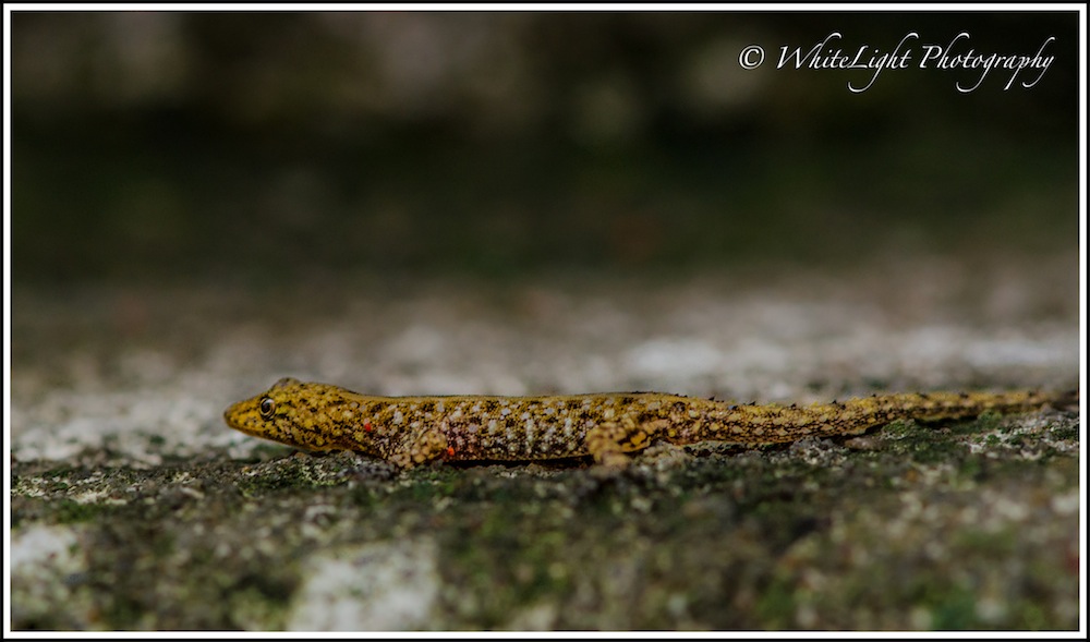 DSC__WLP_0001-56.jpg