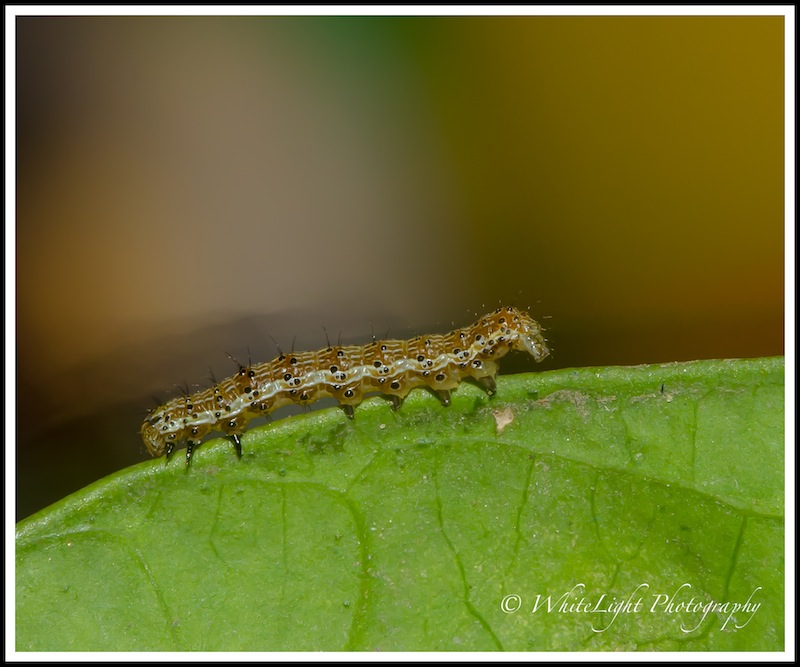 DSC__WLP_0001-58.jpg