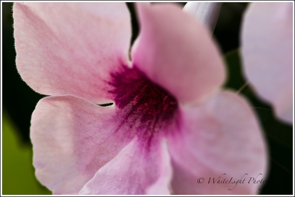 DSC__WLP_0001-6.jpg