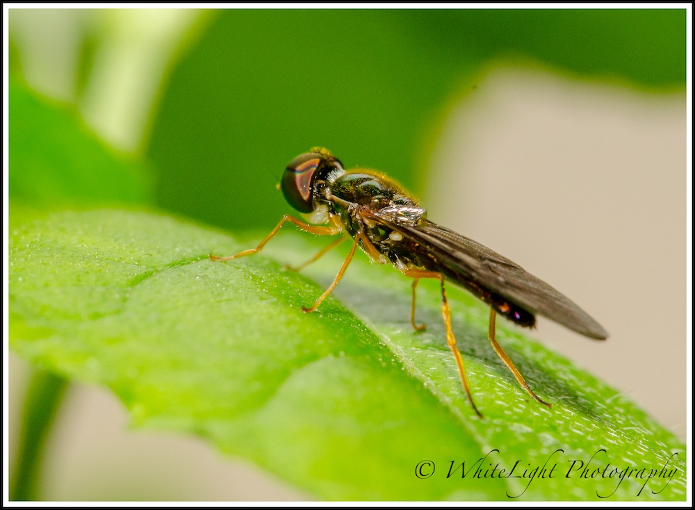 DSC__WLP_0001-75.jpg