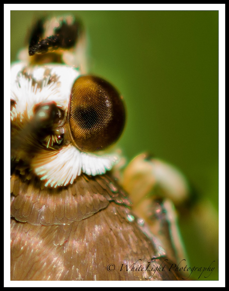 DSC__WLP_0001-85.jpg