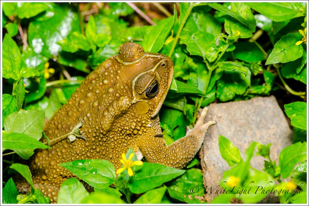 DSC__WLP_0001-87.jpg