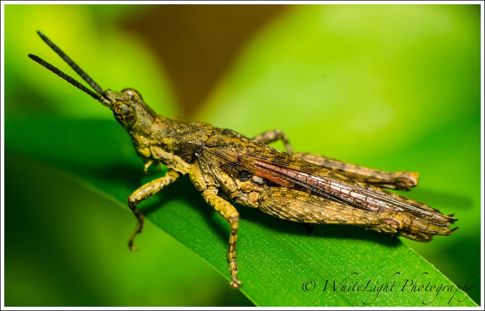 DSC__WLP_0001-89.jpg