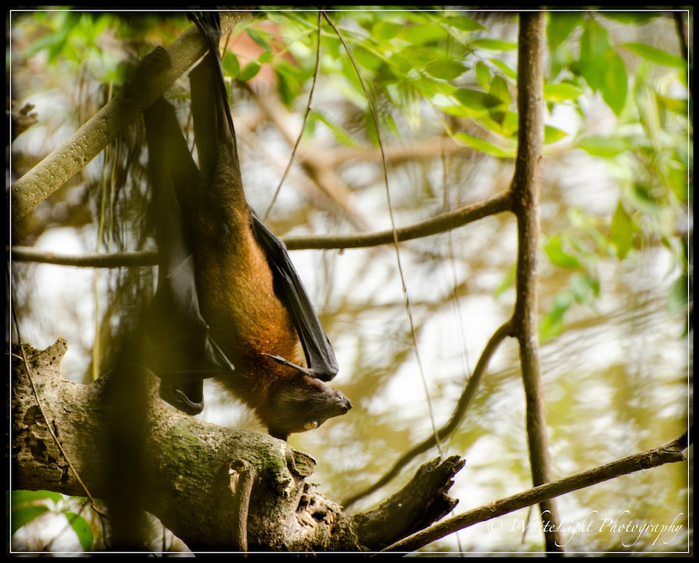DSC__WLP_0002-2.jpg
