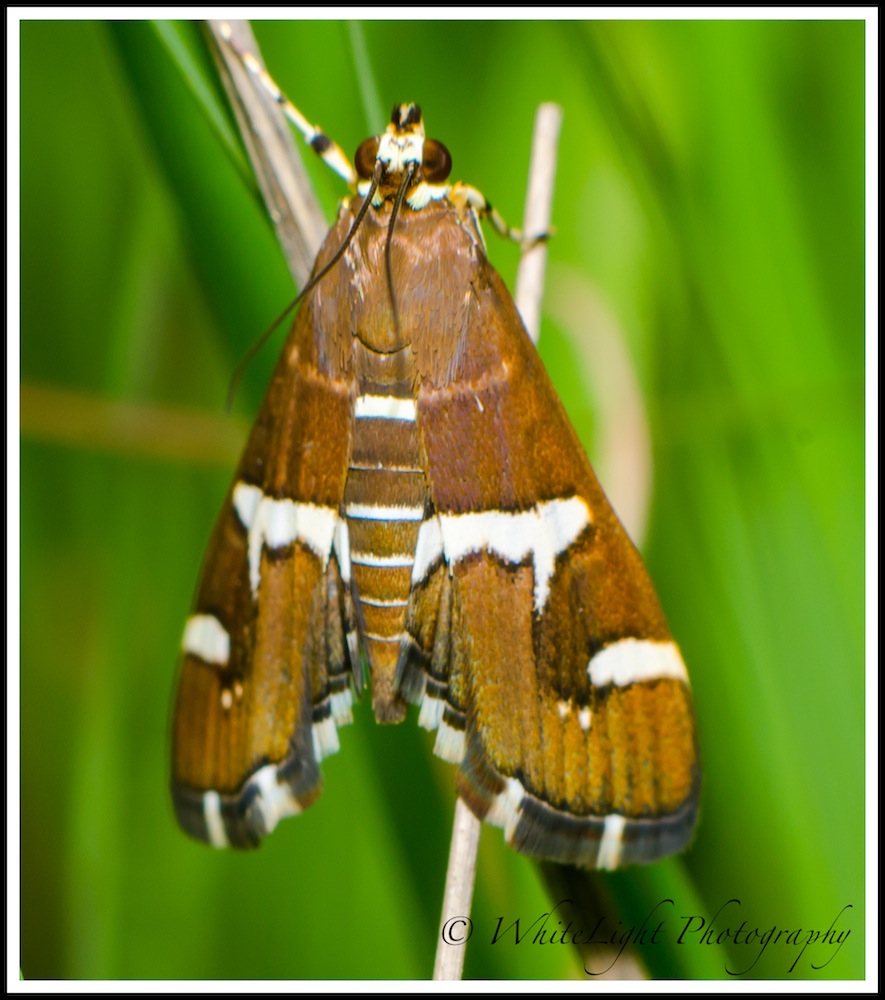 DSC__WLP_0002-20.jpg