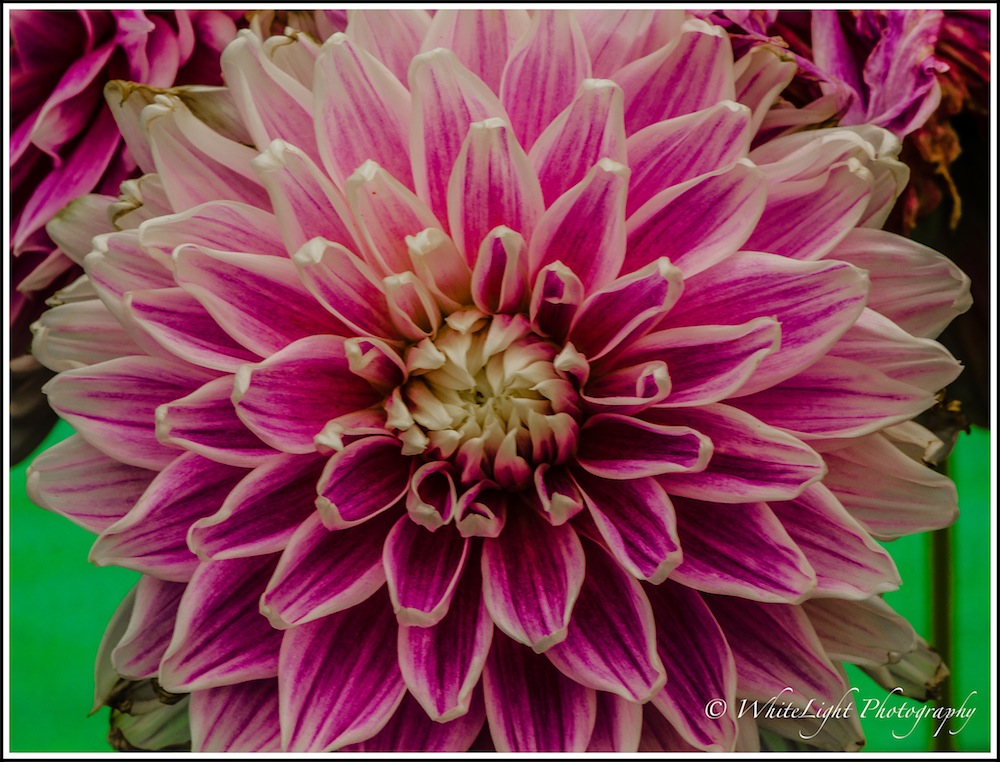 DSC__WLP_0002-22.jpg