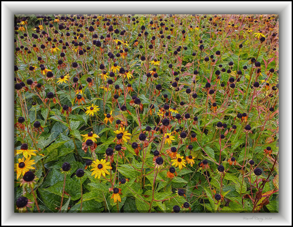DSCF5511.jpg