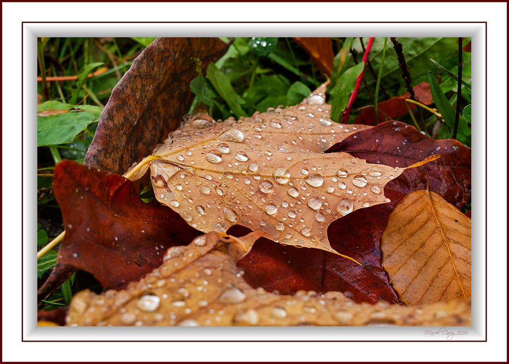 DSCF5541.jpg