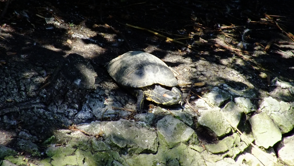 DSCF6441.JPG