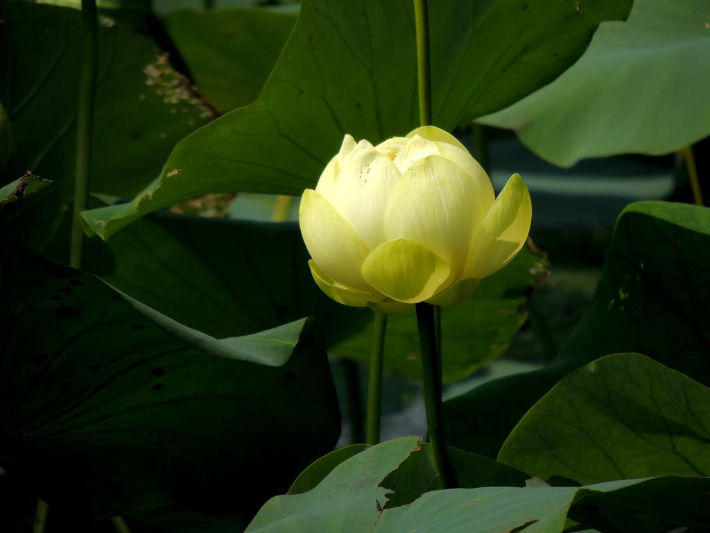 DSCN0011.jpg