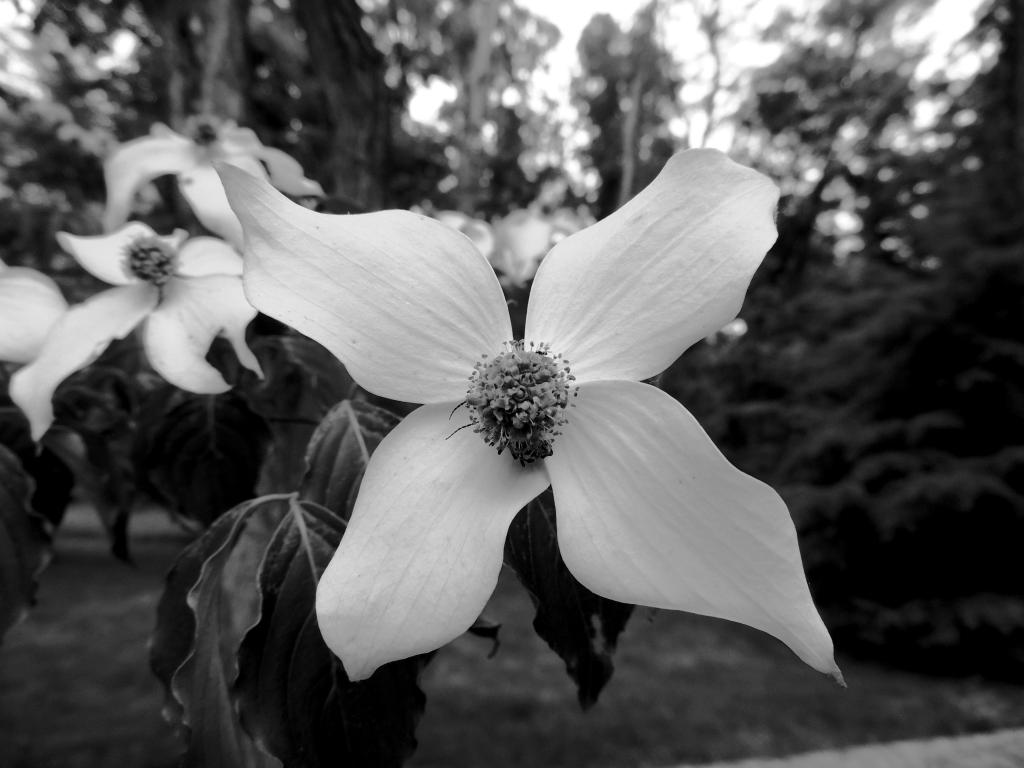DSCN0042a.jpg