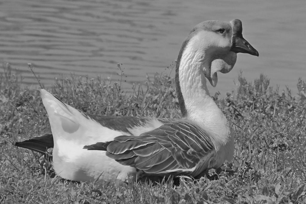 DSCN0056_L_cr_BW.jpg