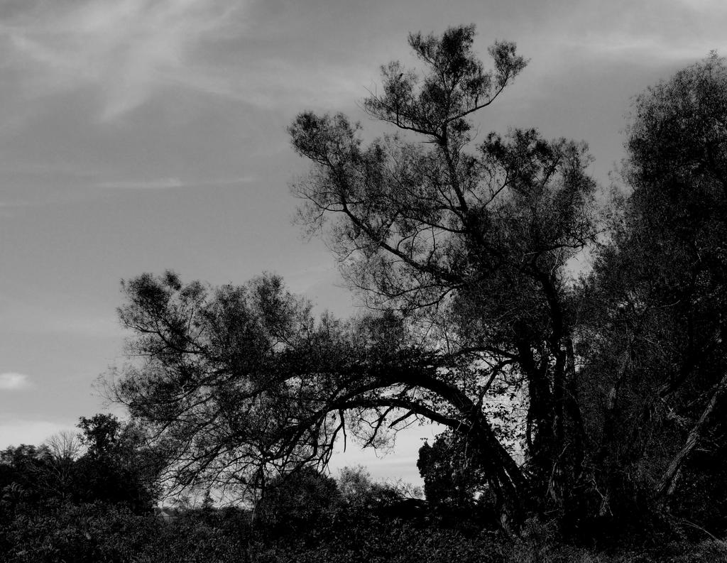 DSCN0259a.jpg