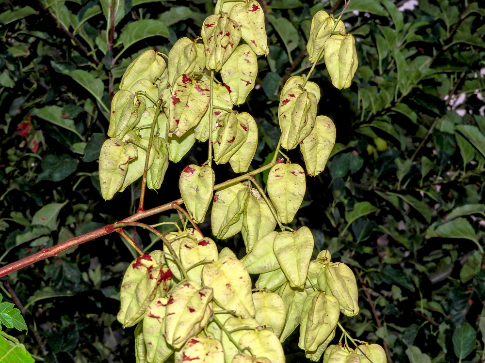 DSCN0290.jpg