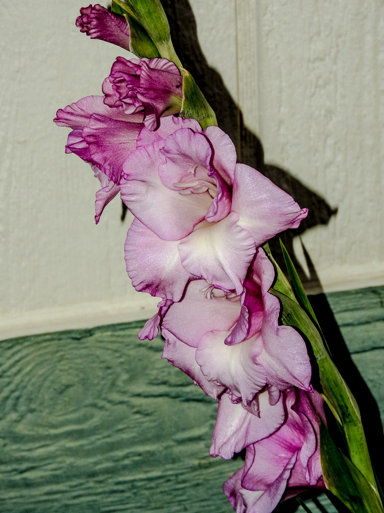 DSCN0299.jpg