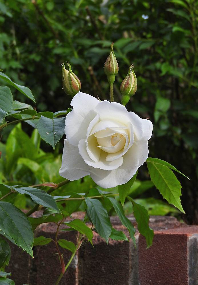 DSCN0397.jpg