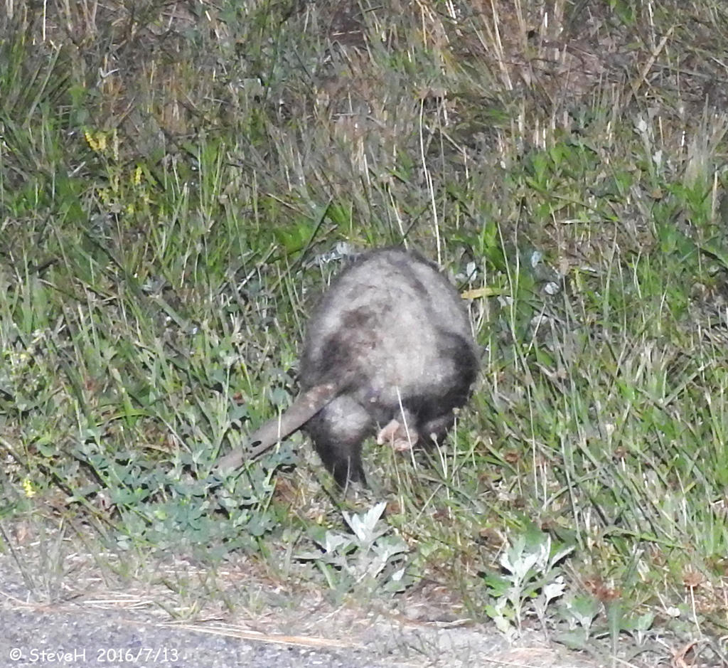 DSCN0411.jpg