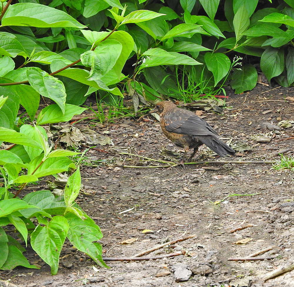 DSCN0442.jpg