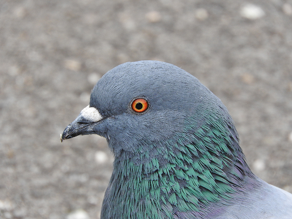 DSCN0460.jpg