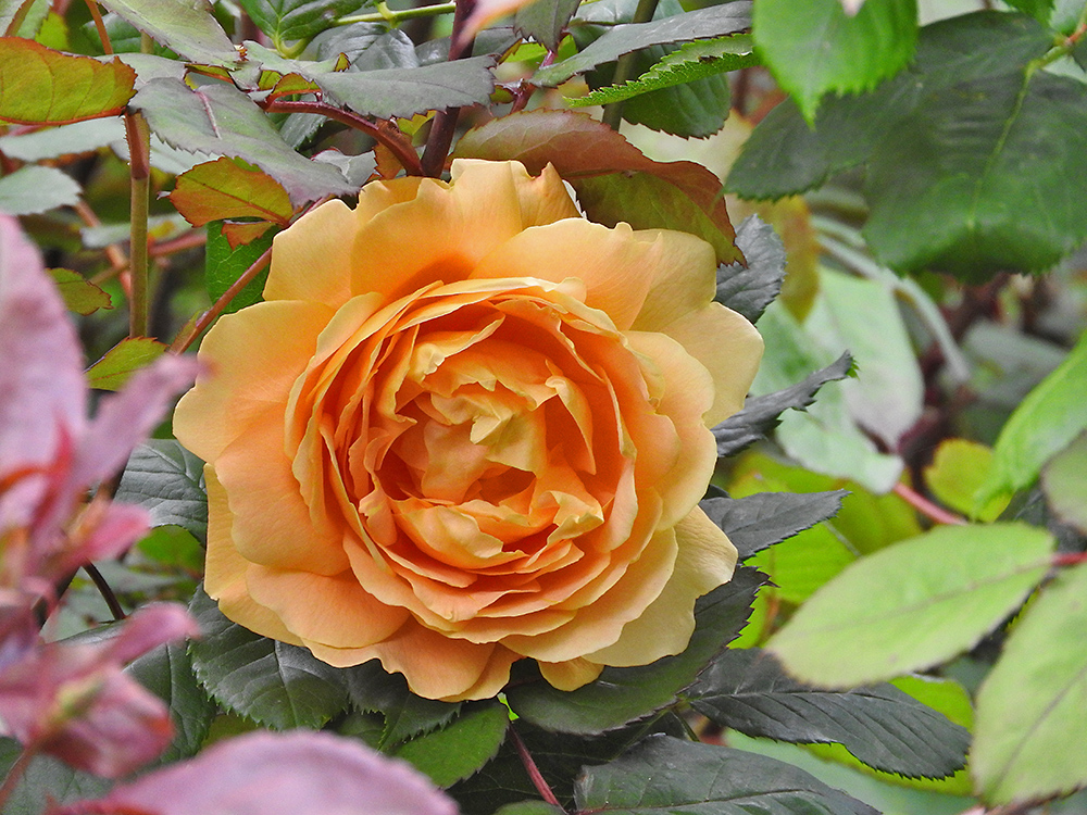 DSCN0493.jpg