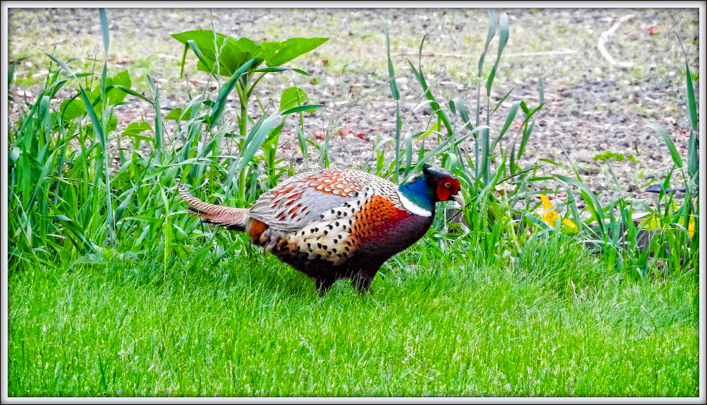DSCN0513-Edit.jpg