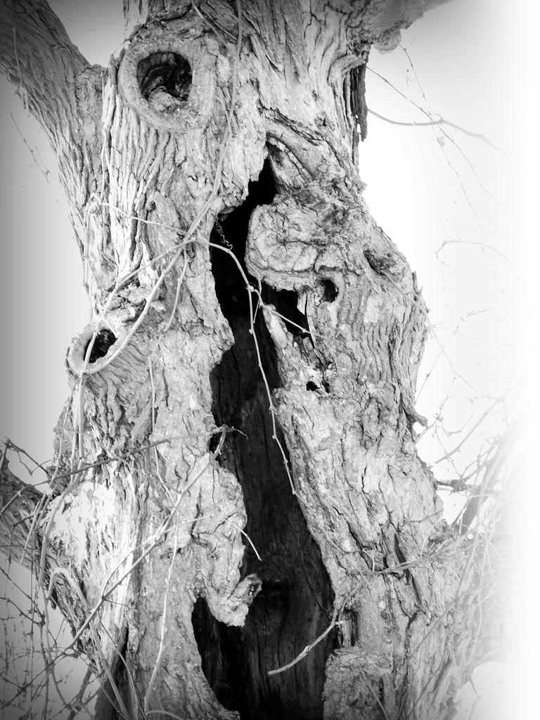 DSCN0520.jpg