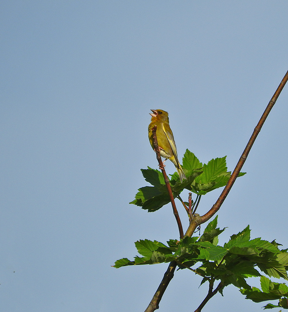 DSCN0522.jpg