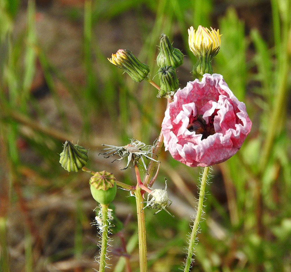 DSCN0563.jpg