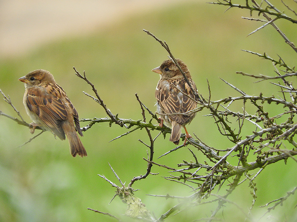 DSCN0680.jpg