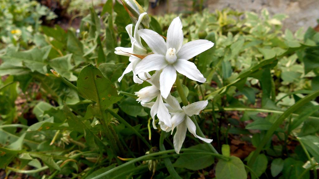 DSCN0681.jpg