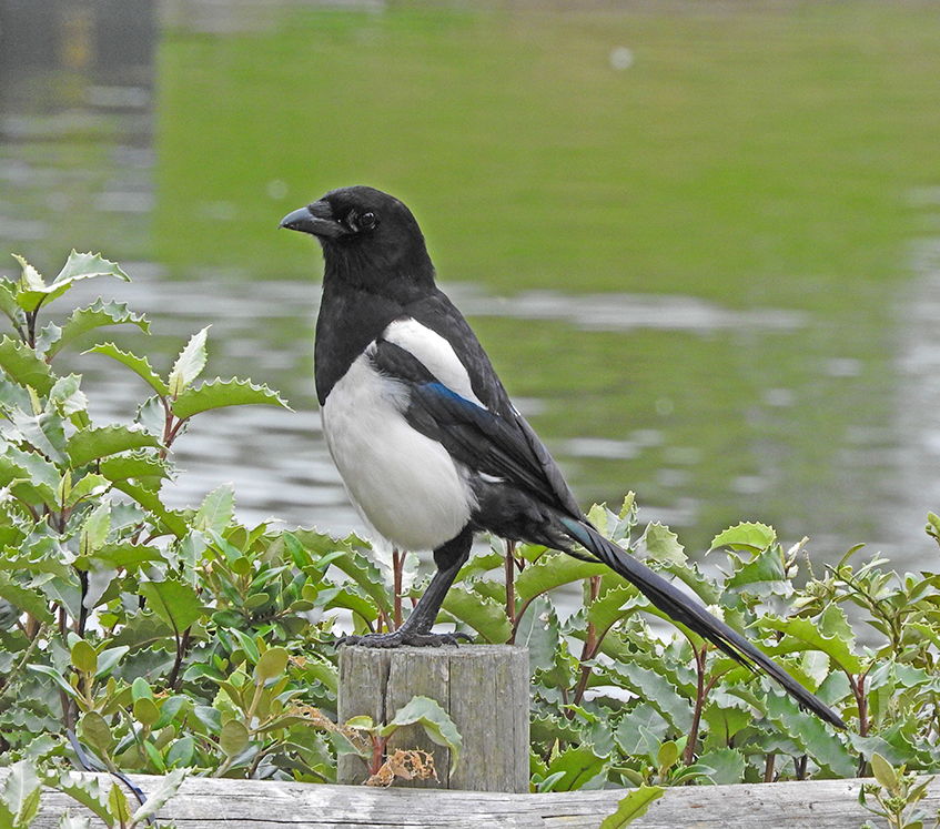DSCN0715.jpg