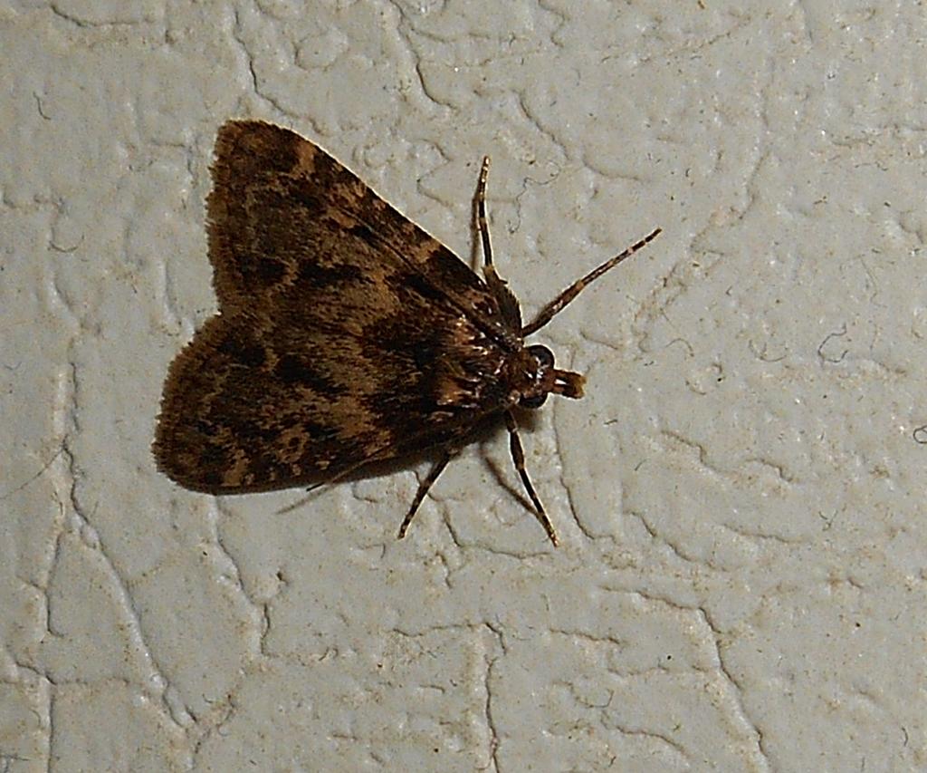 DSCN0729.jpg