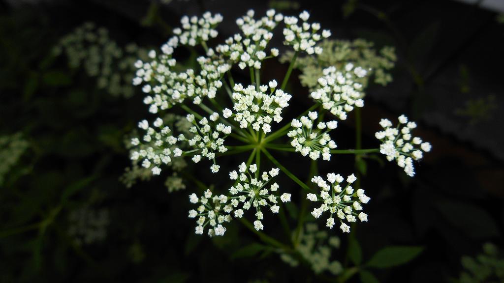 DSCN0737.jpg