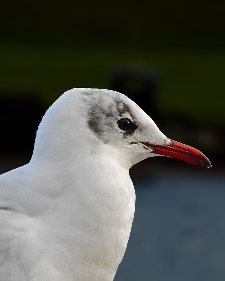 DSCN0784.jpg