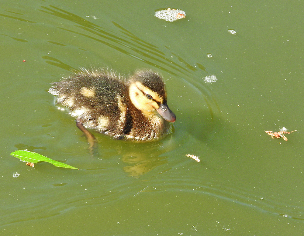 DSCN0785.jpg