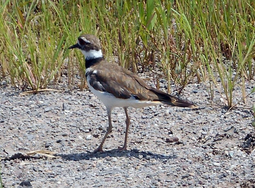 DSCN0819.jpg