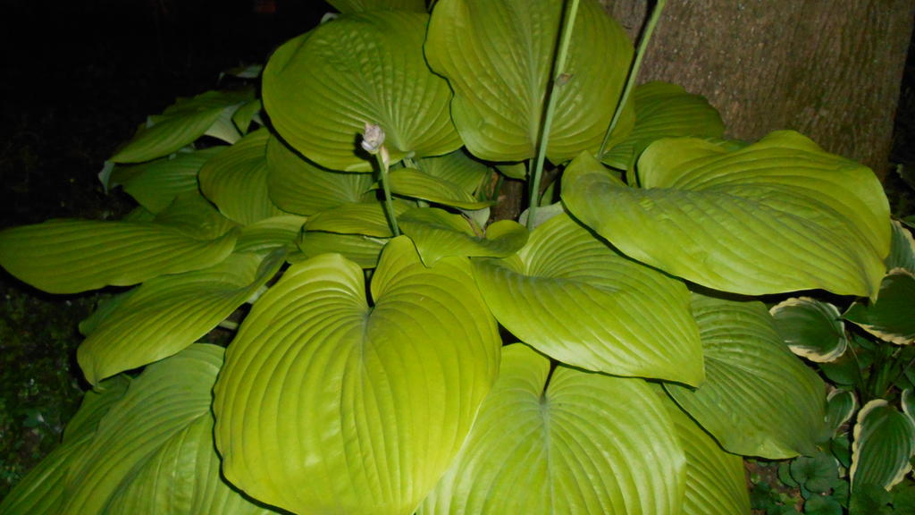 DSCN0836.jpg