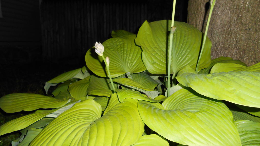 DSCN0839.jpg