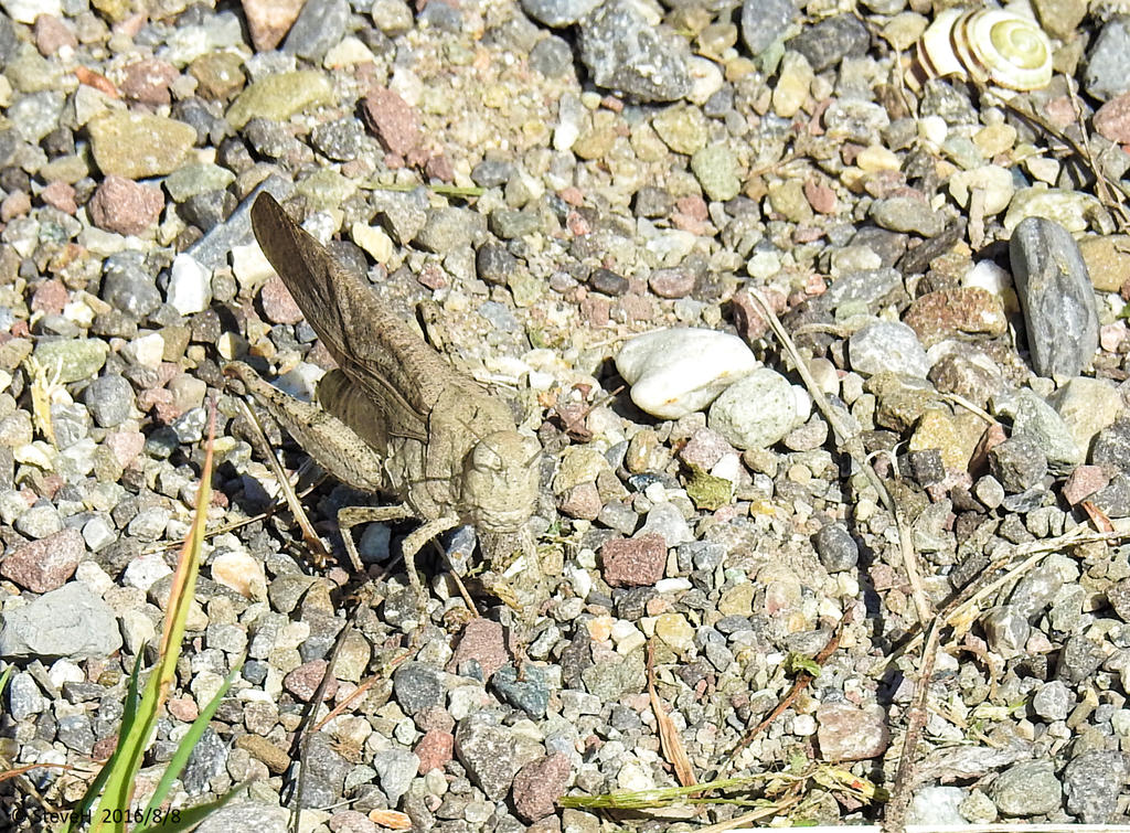 DSCN0842.jpg