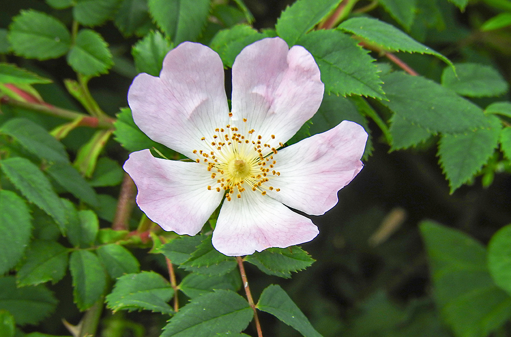 DSCN0877.jpg
