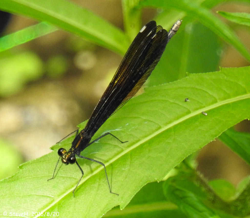 DSCN0939.jpg