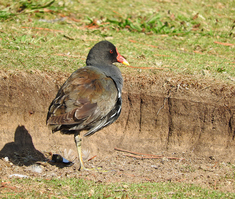DSCN0974.jpg