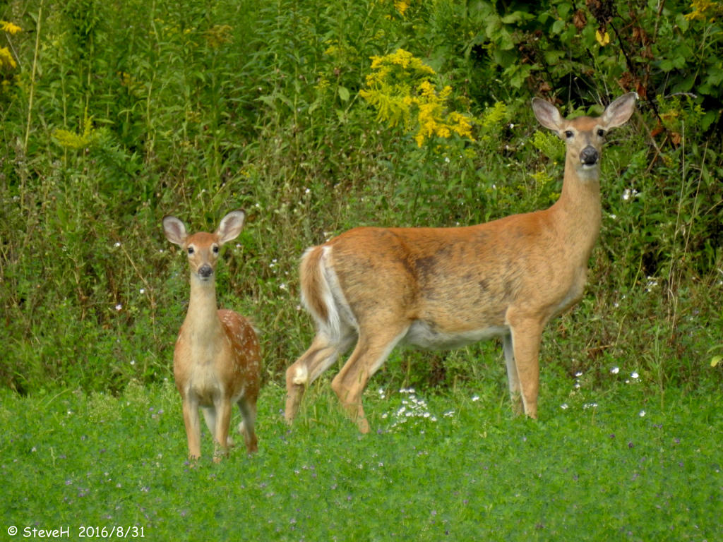 DSCN0989.jpg