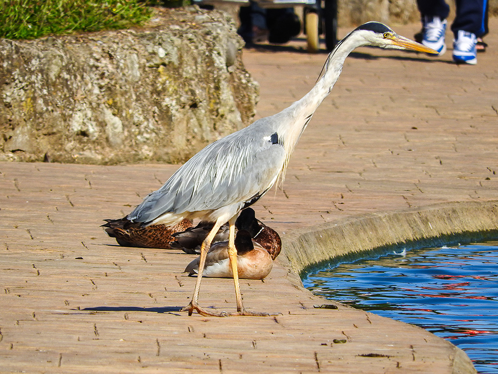 DSCN1030.jpg