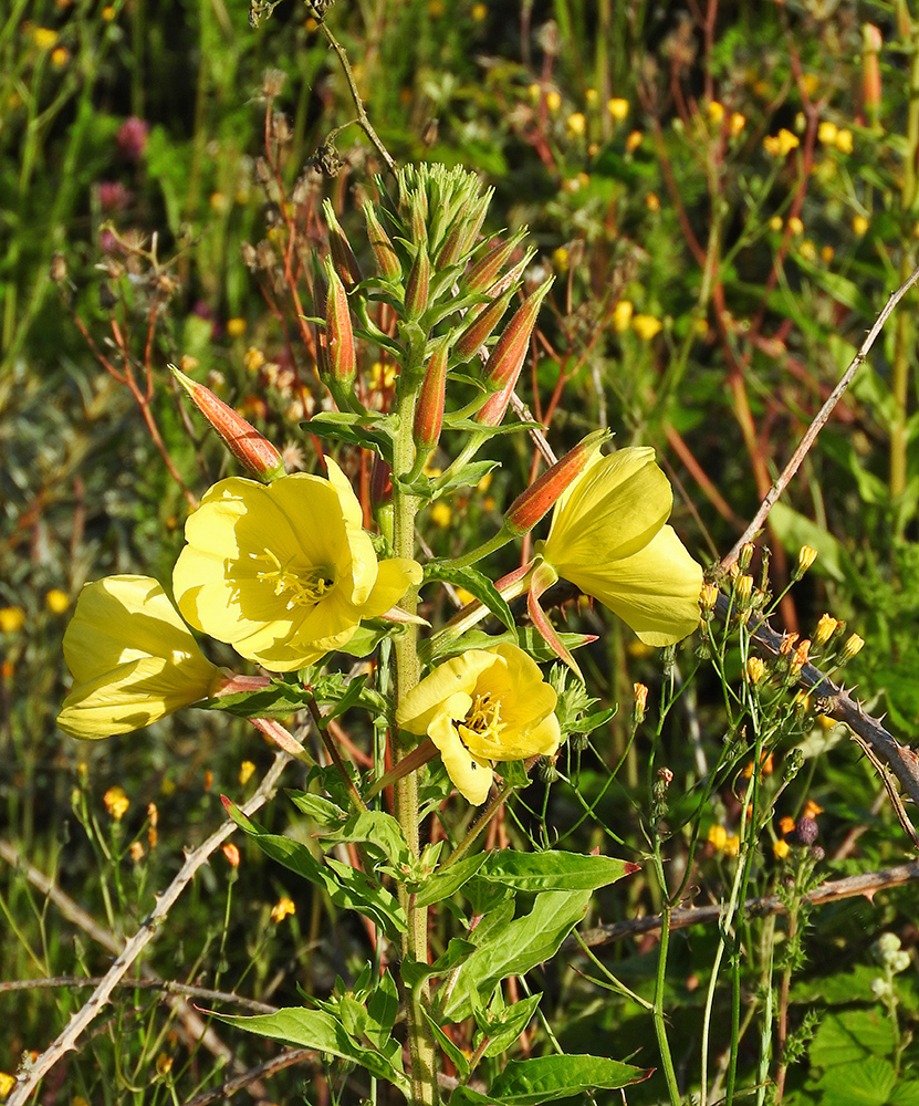 DSCN1085.jpg