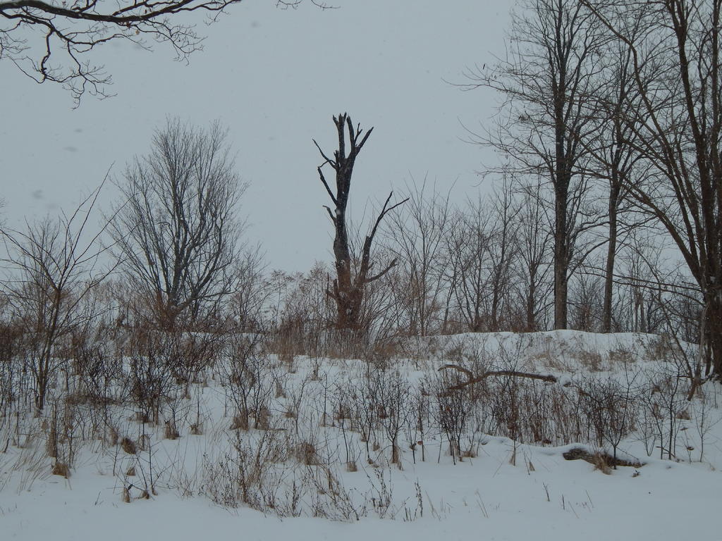 DSCN1161.jpg