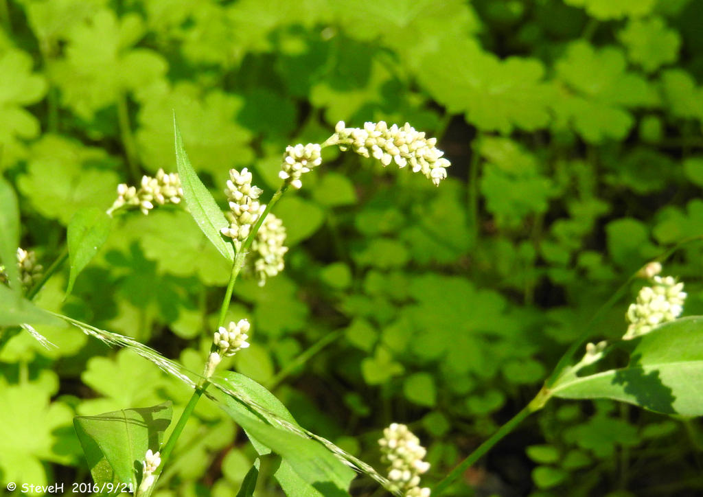 DSCN1194.jpg