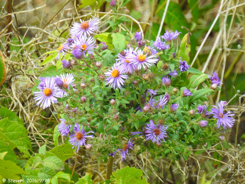 DSCN1206.jpg