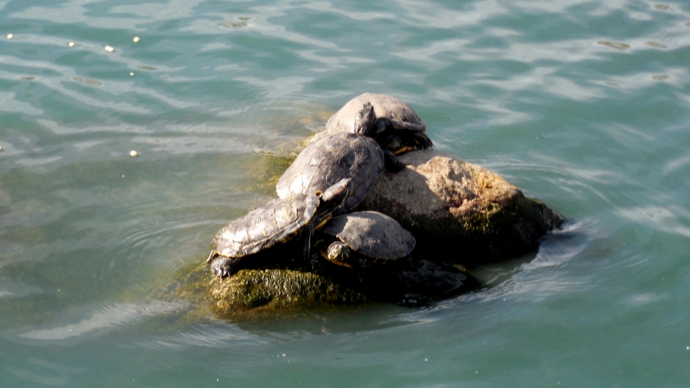DSCN1214.JPG